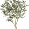 Large Olive Tree
