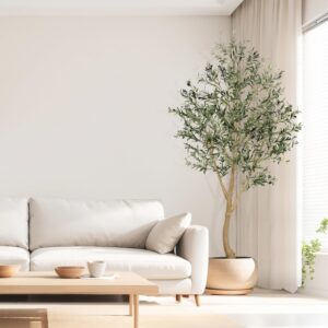 71KCen1h1bL._AC_SL1500_ Large Olive Tree